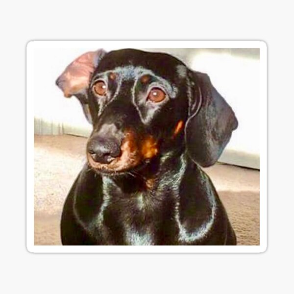 Item preview, Layla one ear up, shine on baby! designed and sold by Angela Haig-Harrison.