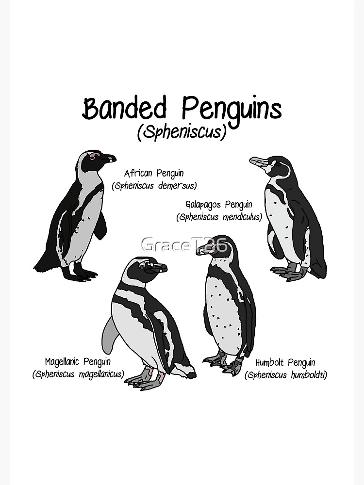 Banded Penguins