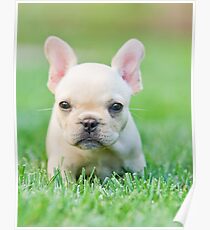 French Bull Dog Puppy Poster