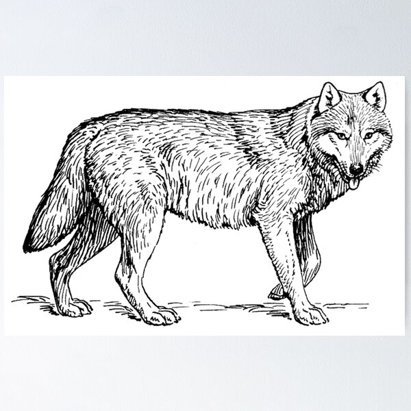 Artikelvorschau, Einsamer Wolf entworfen und verkauft von joeroachex.