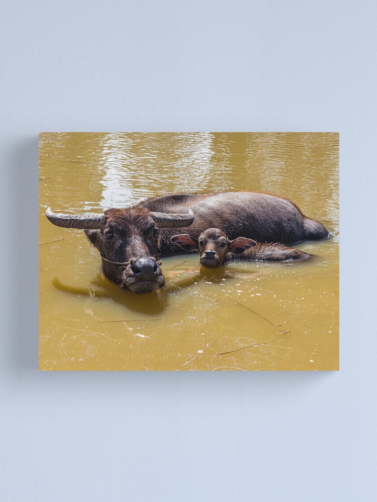 Thumbnail 1 of 3, Canvas Print, Water Buffalo and Calf designed and sold by darren-j-mcleod.