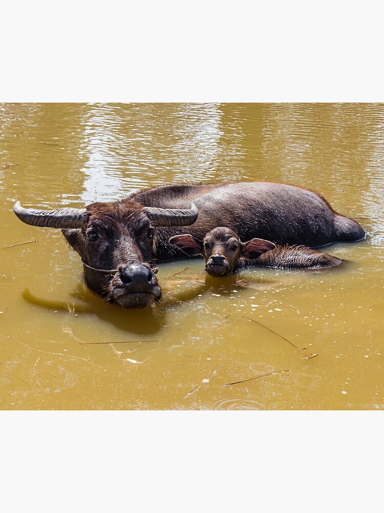 Thumbnail 3 of 3, Canvas Print, Water Buffalo and Calf designed and sold by darren-j-mcleod.