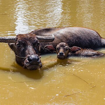 Artwork thumbnail, Water Buffalo and Calf by darren-j-mcleod
