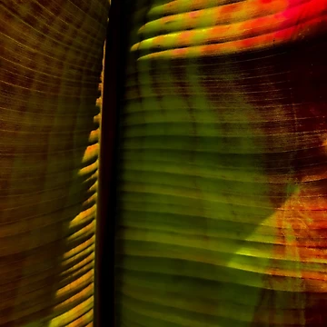 Artwork thumbnail, Leaf Ridges by Andie-M