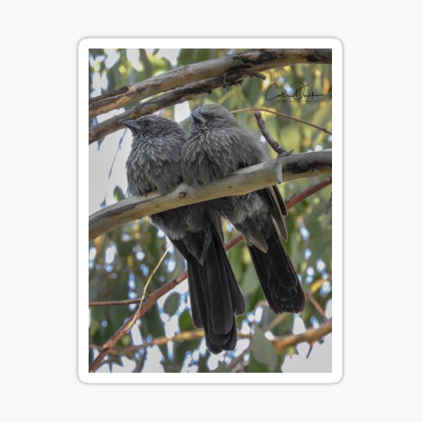 Item preview, Apostle Birds designed and sold by CathsImages.
