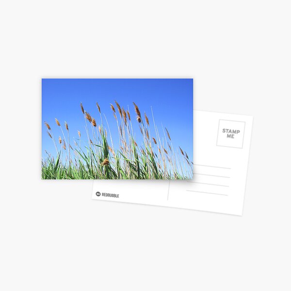 "Vicino al Mare Io e Te" (Close to the Sea, You and I) Postcard