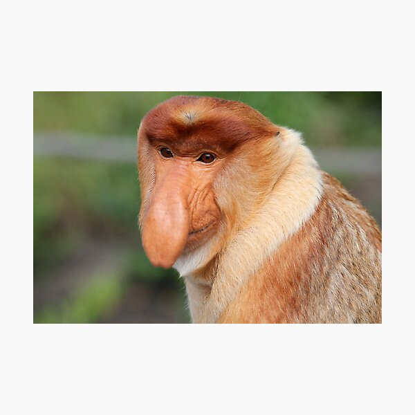 Item preview, Proboscis Monkey Smile - Borneo, Malaysia designed and sold by MrMarth.