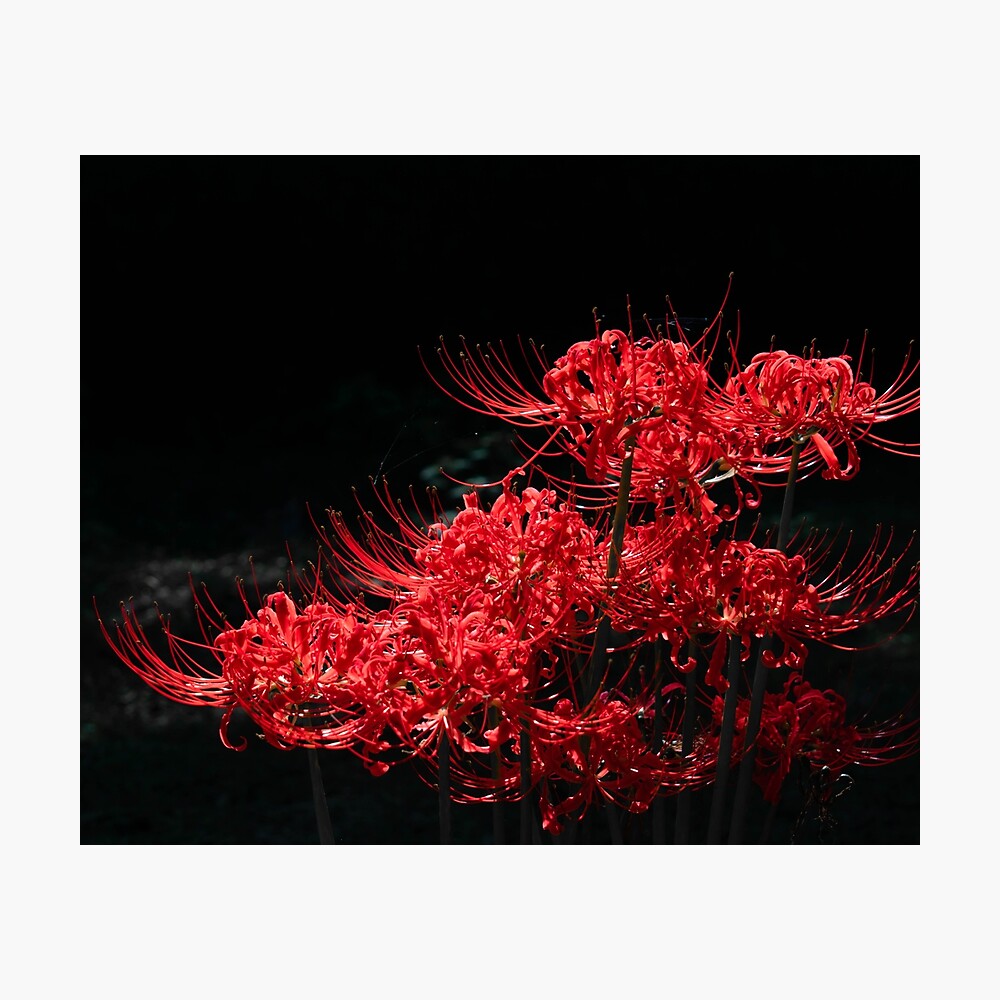 Hoa spider lily có hình dáng độc đáo với cánh hoa mảnh mai, màu đỏ tươi nổi bật trên nền lá xanh đậm. Hãy khám phá vẻ đẹp quyến rũ của loài hoa này qua hình ảnh tại đây.