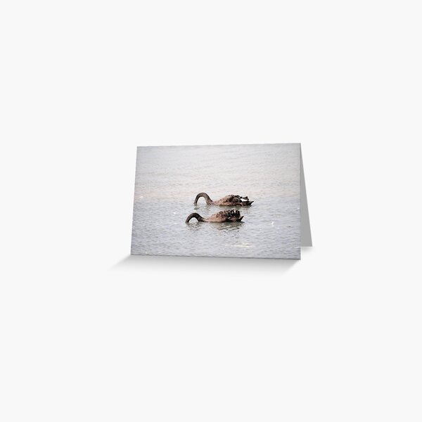 Swan Vista Greeting Card