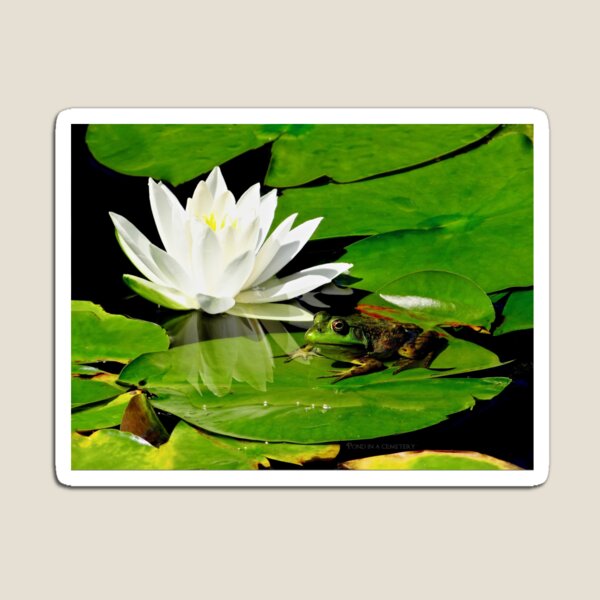 Item preview, Frog Basking in the reflection designed and sold by BBrightman.