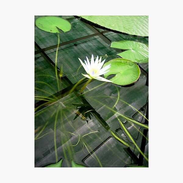 Item preview, Reflections Down Under: photo reference designed and sold by Lynda Earley.