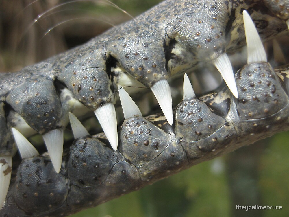  Crocodile Teeth By Theycallmebruce Redbubble