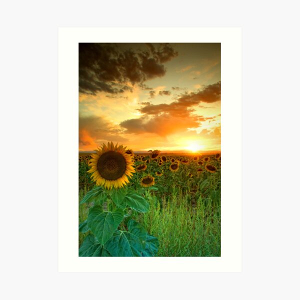 The Sunworshiper Art Print