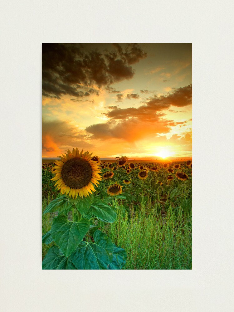 Thumbnail 2 of 3, Photographic Print, The Sunworshiper designed and sold by John De Bord Photography.