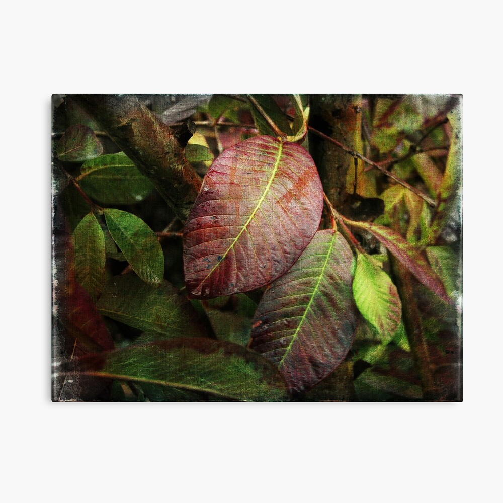 Painted Leaves Canvas Print