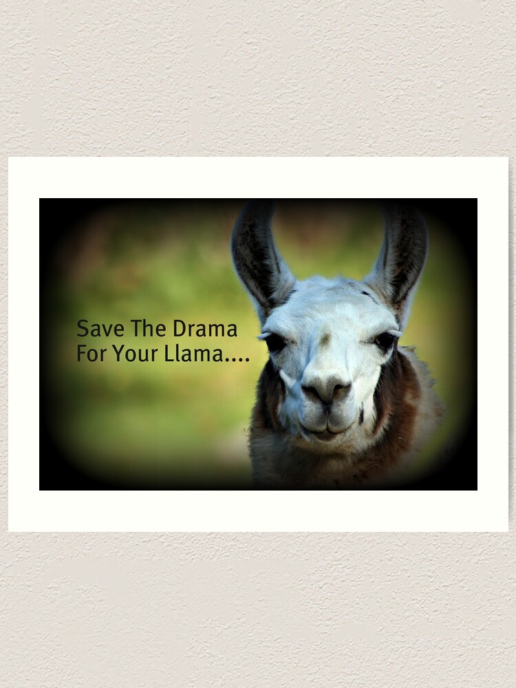 Save The Drama For Your Llama "Save the Drama for your Llama" Art Print by AngieBanta | Redbubble