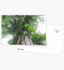 Rainforrest Postcards