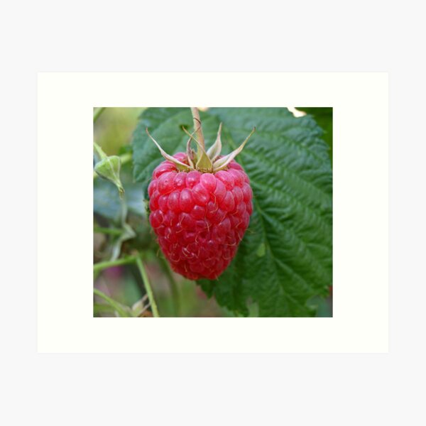 Artikel-Vorschau von A Perfect Red Raspberry. (Himbeere), designt und verkauft von Lee d'Entremont.