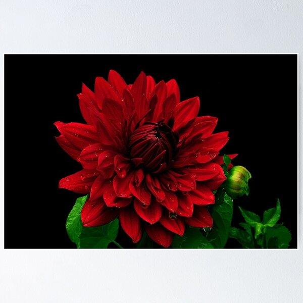 Item preview, RED AS RED CAN BE..~ designed and sold by RoseMarie747.
