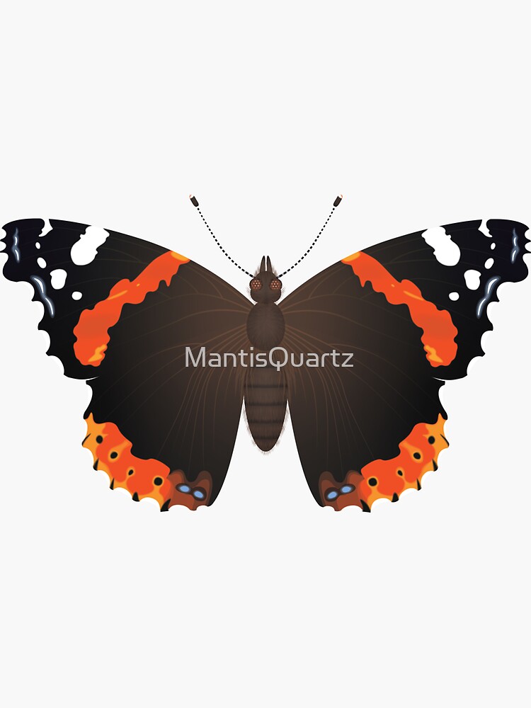 Black, orange, and white butterfly? - Vanessa atalanta 