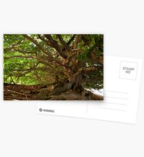 Branches And Roots Postcards