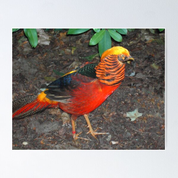 Item preview, Golden Pheasant designed and sold by lezvee.