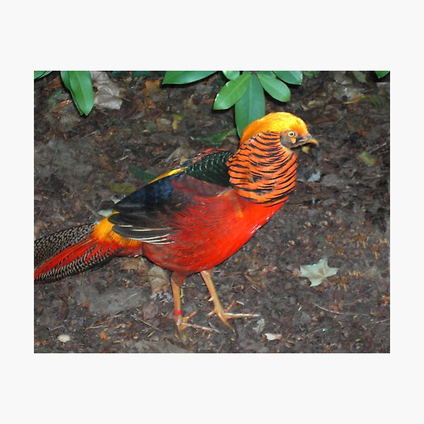 Item preview, Golden Pheasant designed and sold by lezvee.