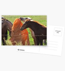 Horse Play Postcards