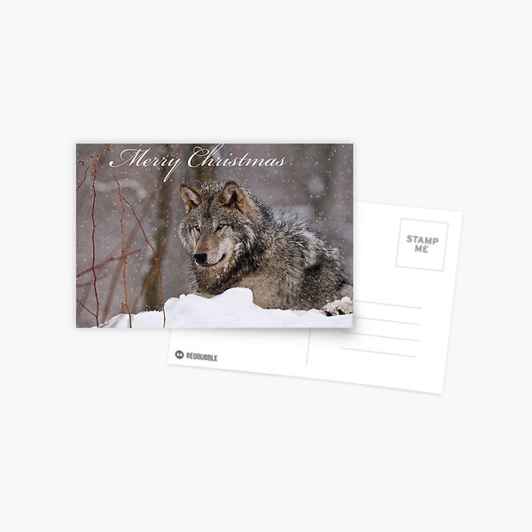 Christmas Card - Timber Wolf Postcard