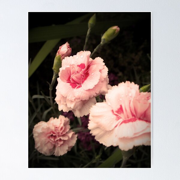 Item preview, Pinks designed and sold by Rewards4life.