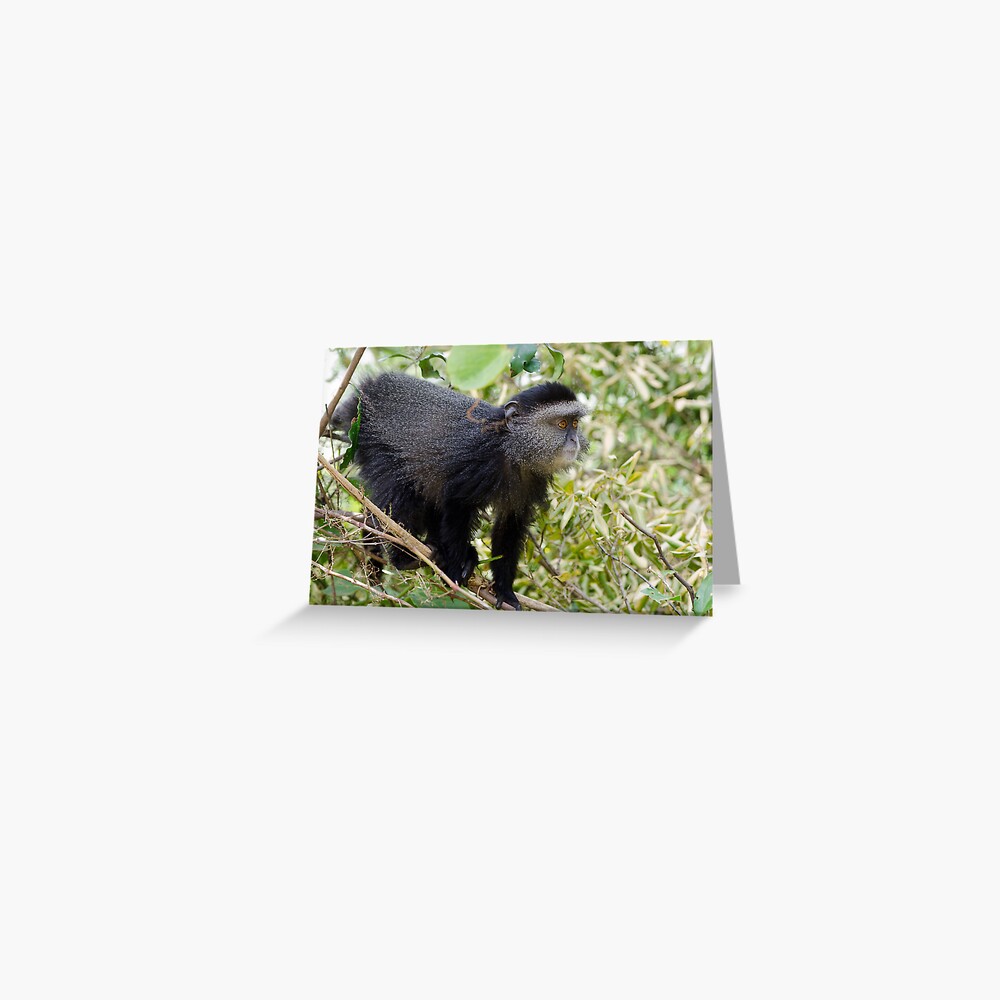 Monkey Greeting Card