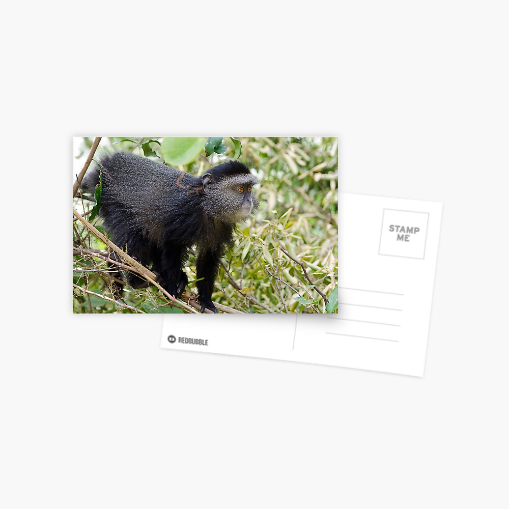 Monkey Postcard