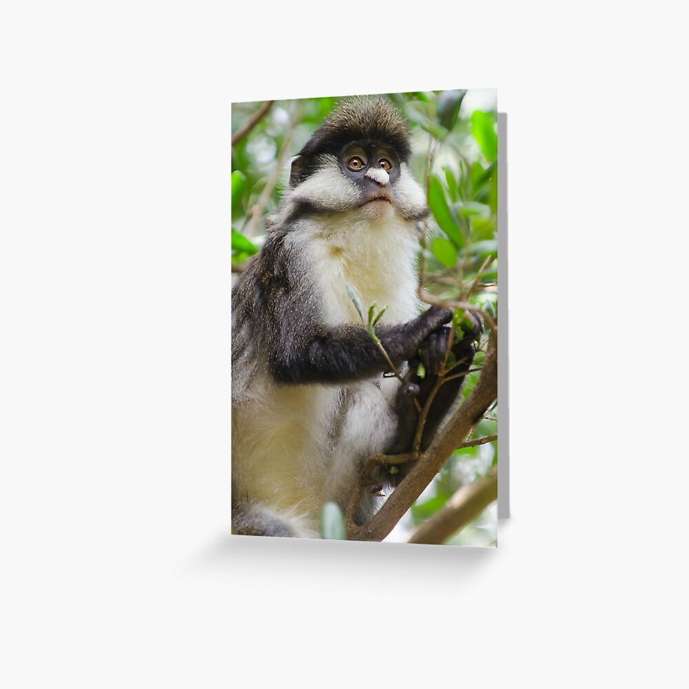 Copper-Tail Monkey Greeting Card