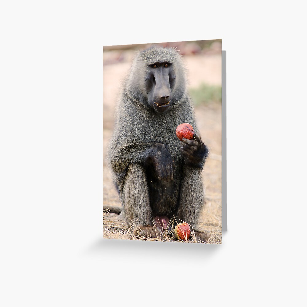 Baboon Greeting Card