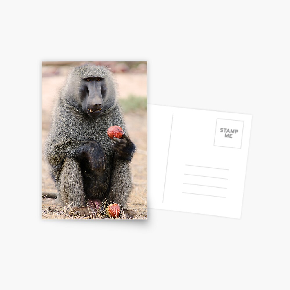 Baboon Postcard