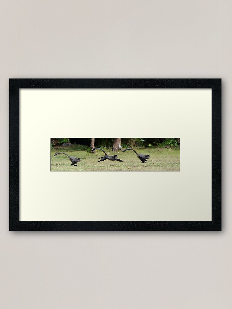Alternate view of Baby Monkey Sequence Framed Art Print