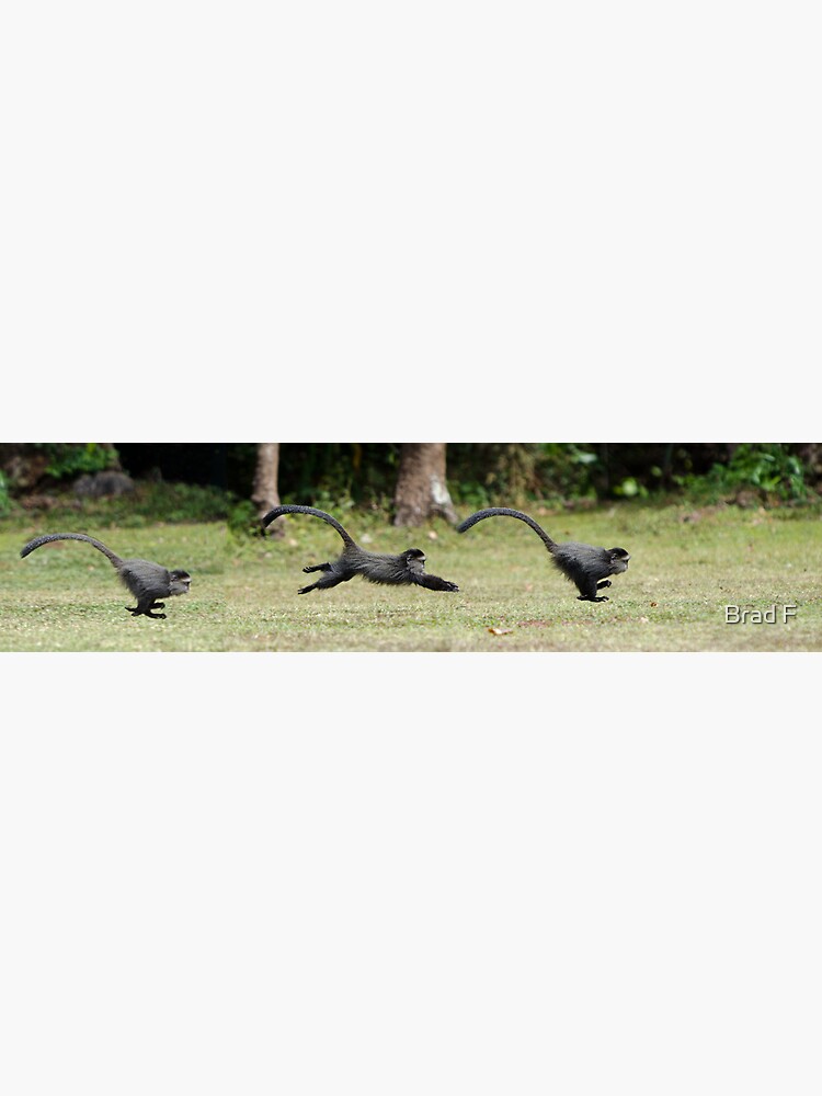 Baby Monkey Sequence by bfra