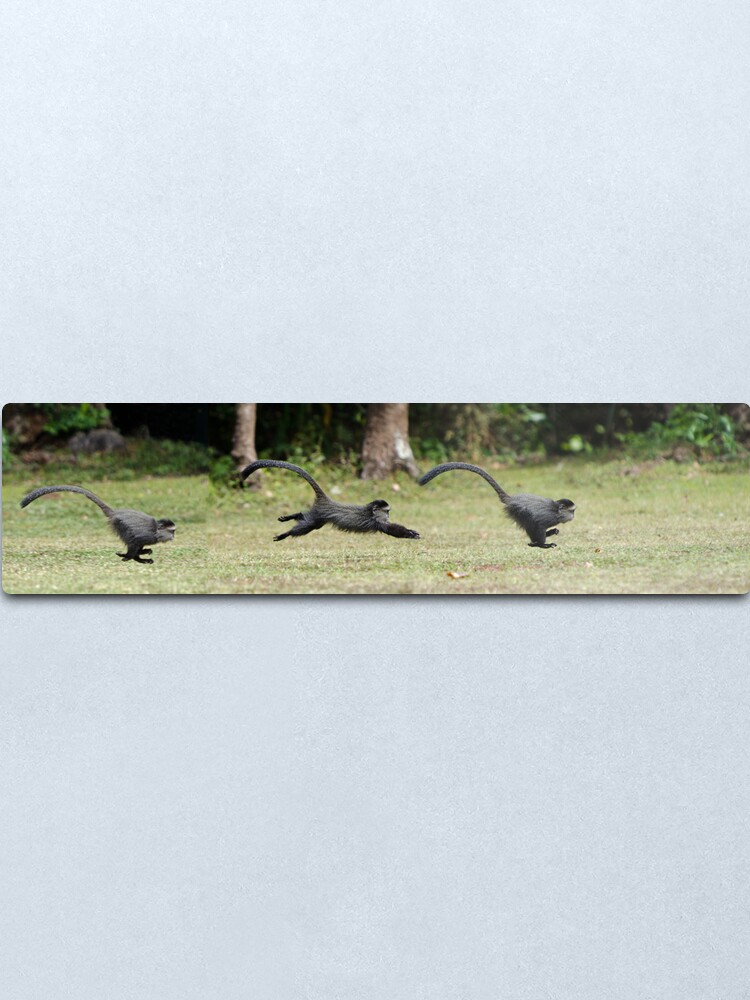 Alternate view of Baby Monkey Sequence Metal Print