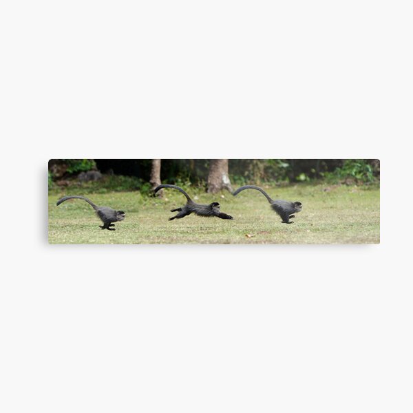 Baby Monkey Sequence Metal Print