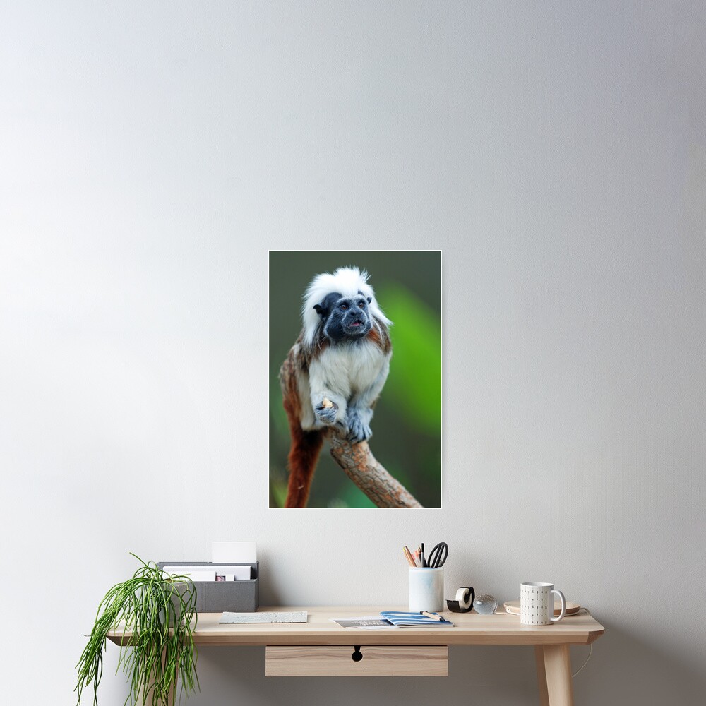 Cotton top Tamarin Poster