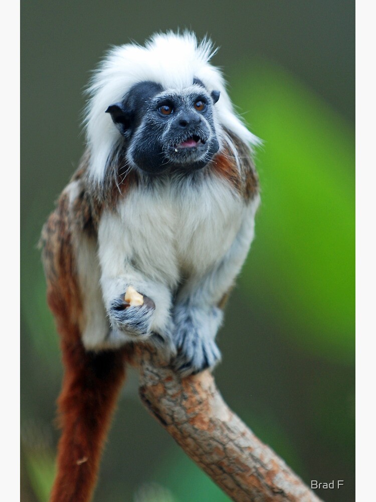 Cotton top Tamarin by bfra