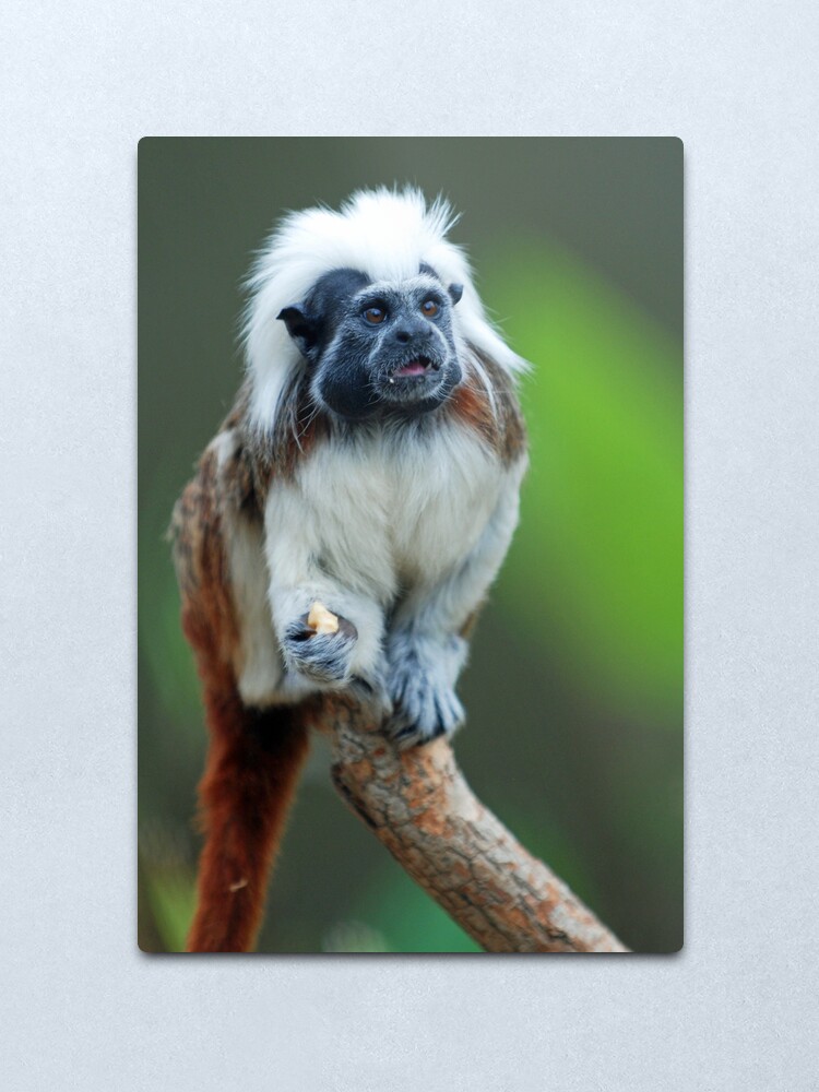 Alternate view of Cotton top Tamarin Metal Print