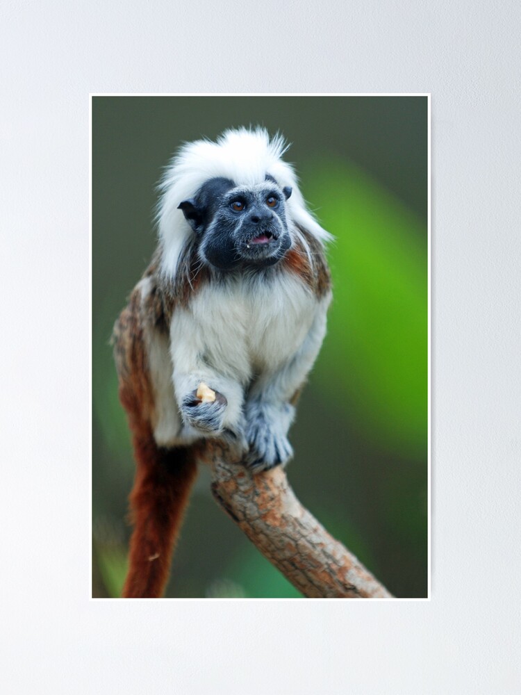 Alternate view of Cotton top Tamarin Poster