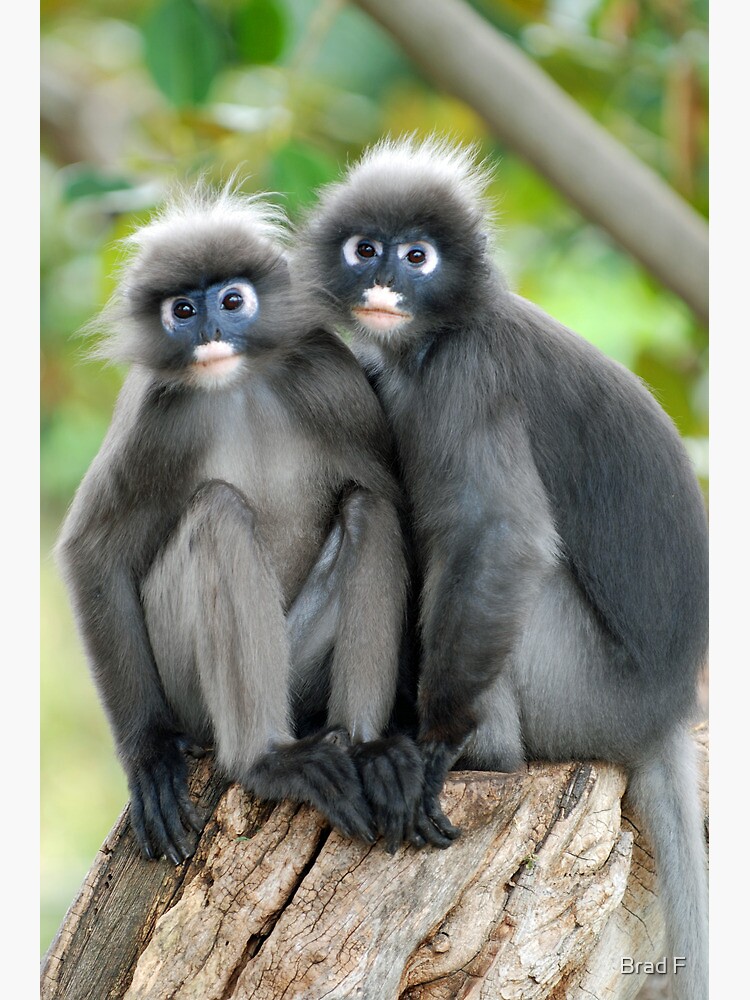 Dusky Monkeys by bfra