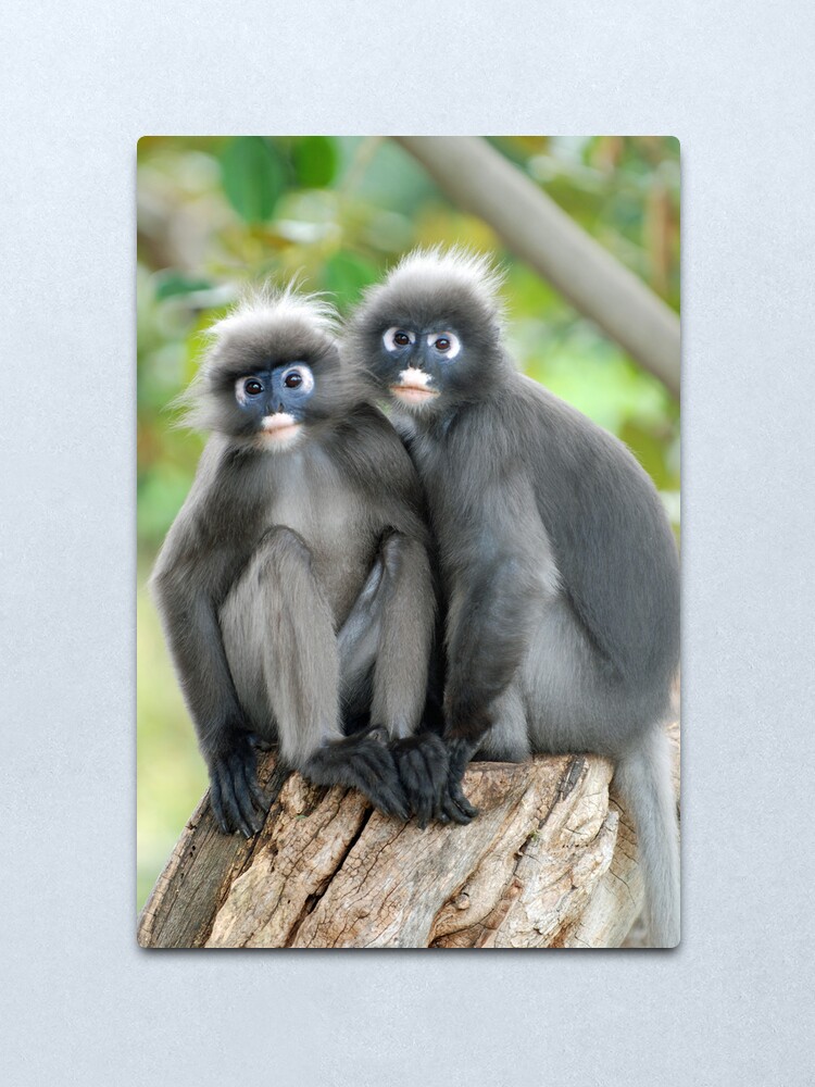 Alternate view of Dusky Monkeys Metal Print