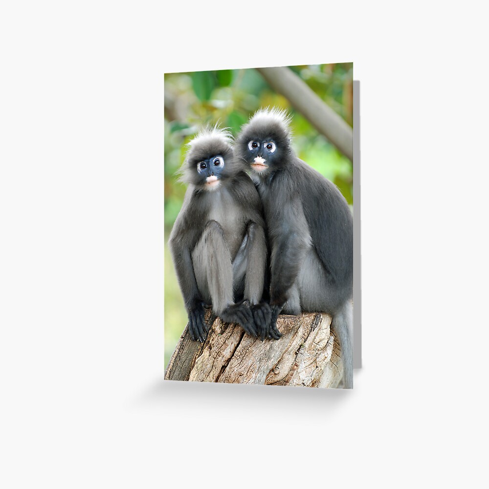 Dusky Monkeys Greeting Card