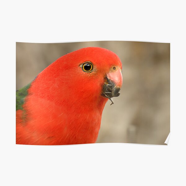 King parrot - Alisterus scapularis Poster