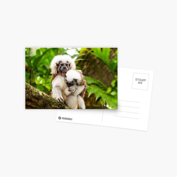 Item preview, Cotton-top Tamarins  designed and sold by mhall.