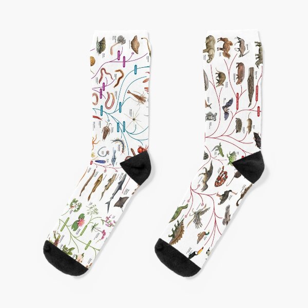 Tree of Animal Life - Evolution is change in the heritable characteristics of biological populations over successive generations Socks