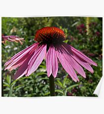Echinacea Poster